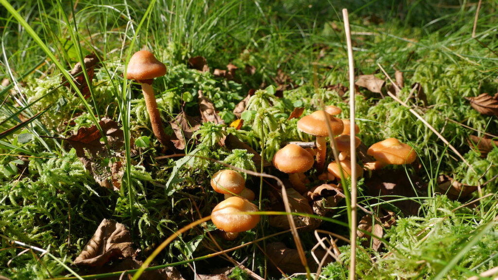 Pilze sammeln - Stockschwämmchen