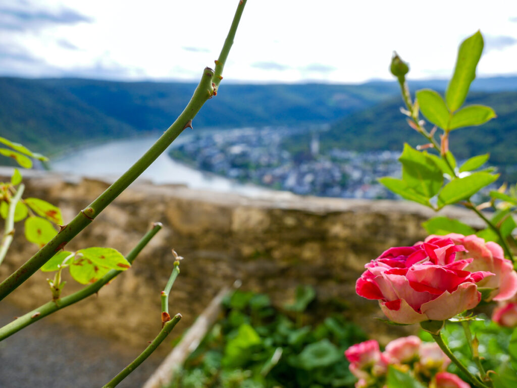 Ausblick von der Marksburg auf den Rhein 