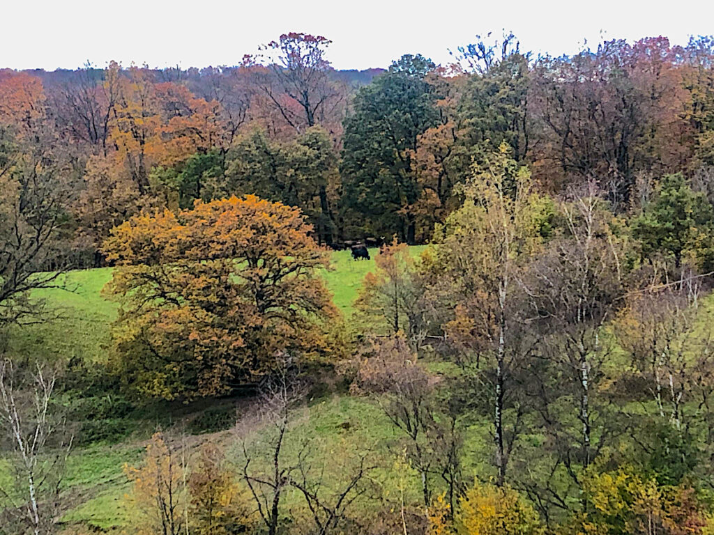 Heckrinder am Horizont im Neandertal 