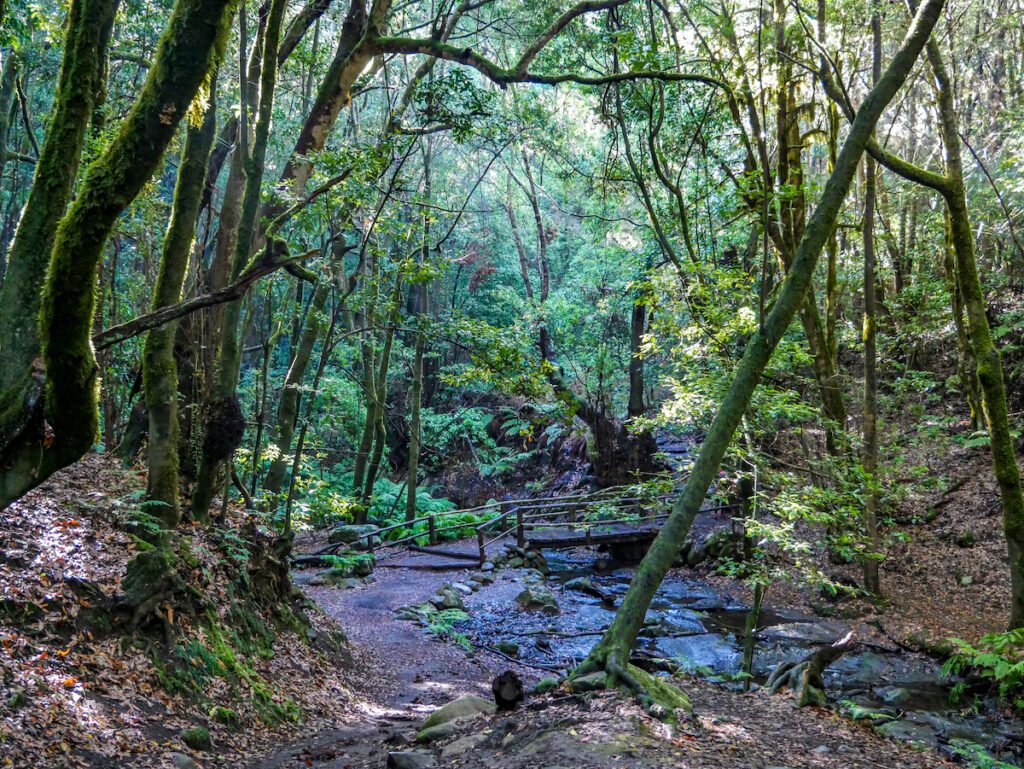 Der Bach El Cedro im Lorbeerwald auf La Gomera.