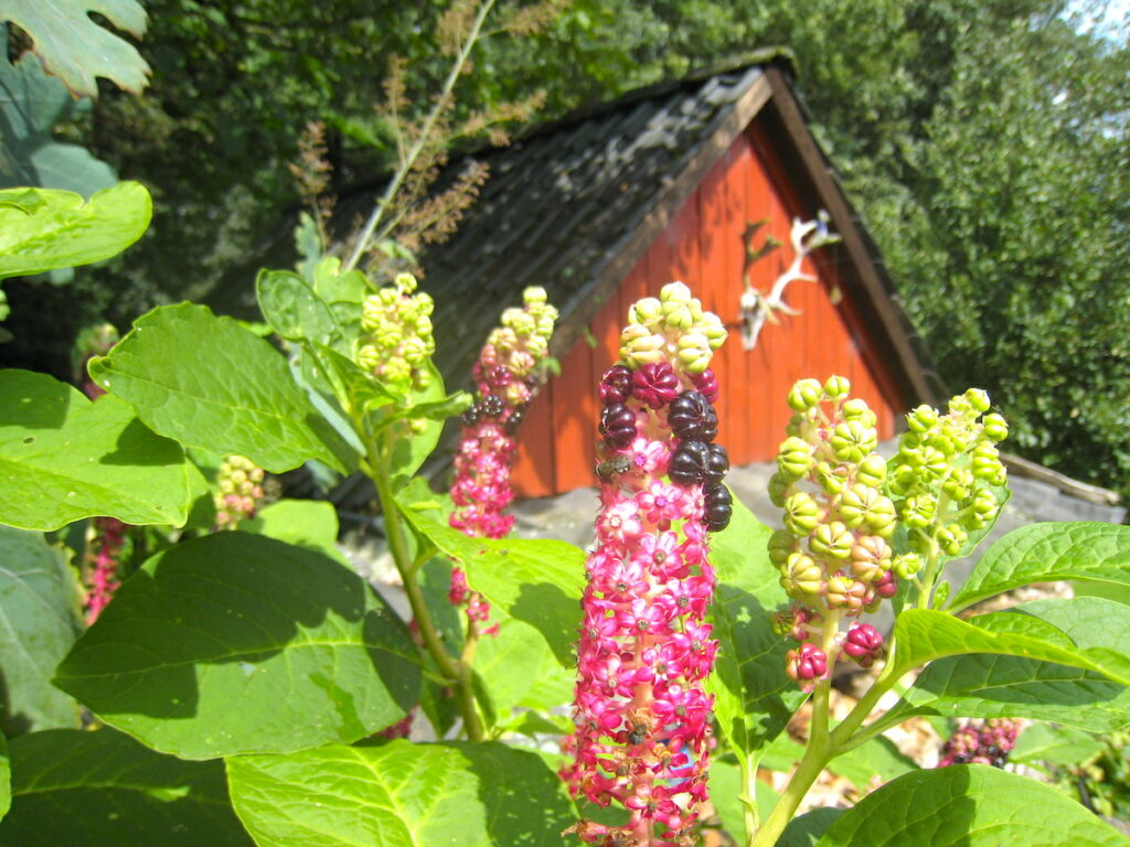 Das Bergische Land bietet schöne Gärten wie den Hof Tüschenbonnen.