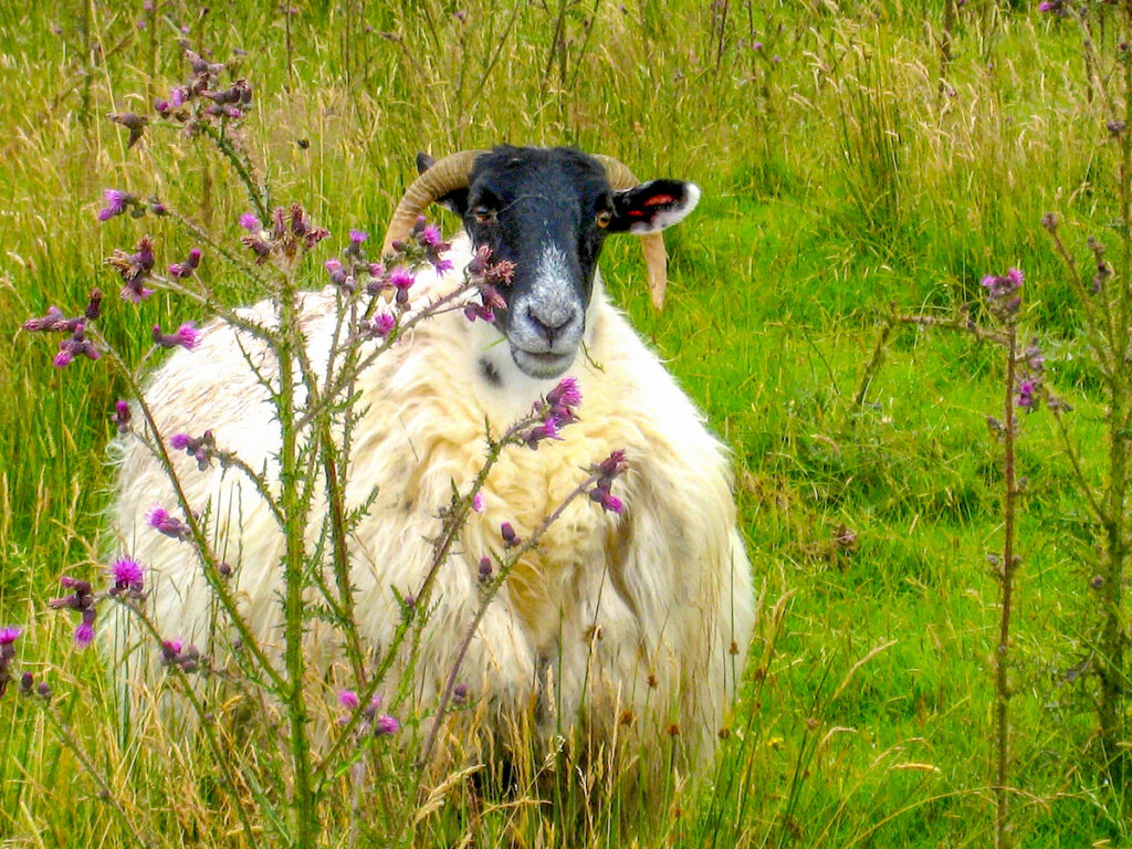Schafe sind allgegenwärtig beim Wandern in Irland