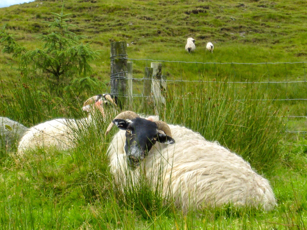 Wandern in Irland - immer mit ihnen 