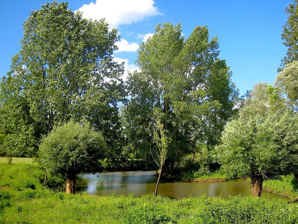 Emsauen auf dem Emsradweg