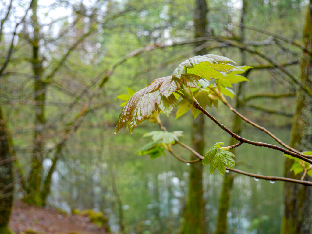 NRW im Herbst an der Genkeltalsperre im Sauerland 