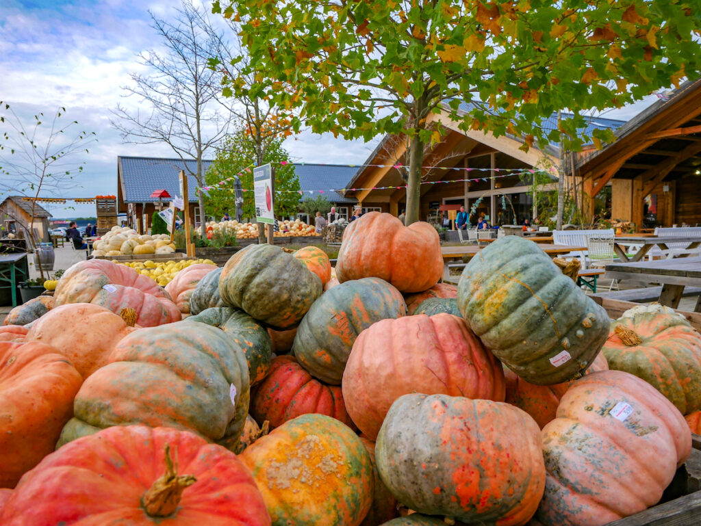 Kürbisse in der Eifel - so schön ist NRW im Herbst