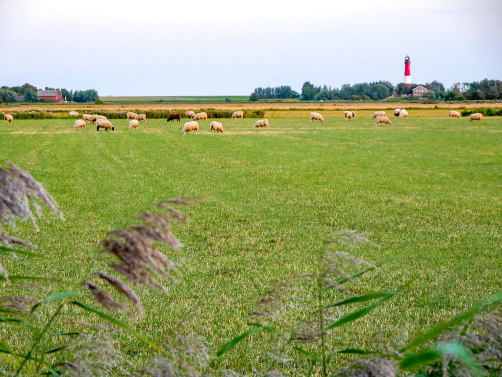 Blick bis zum Horizont auf Pellworm