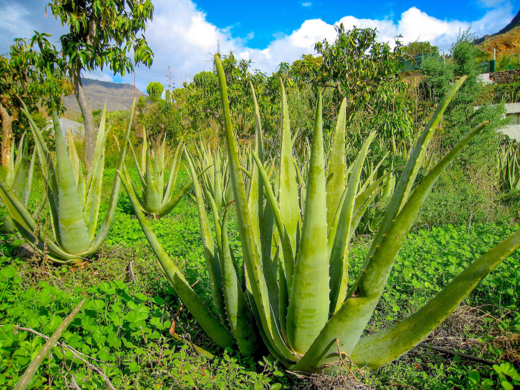 Aloe Vera Pflanzen auf Gran Canaria