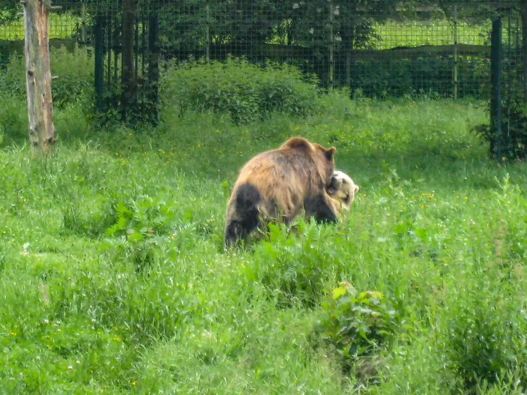 NRW zum Nulltarif – kostenlose Ausflüge. Bären im Tierpark Olderdissen 