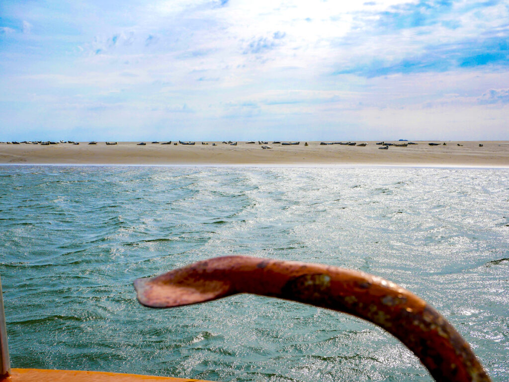 Sandbank mit Seehunden bei Pellworm