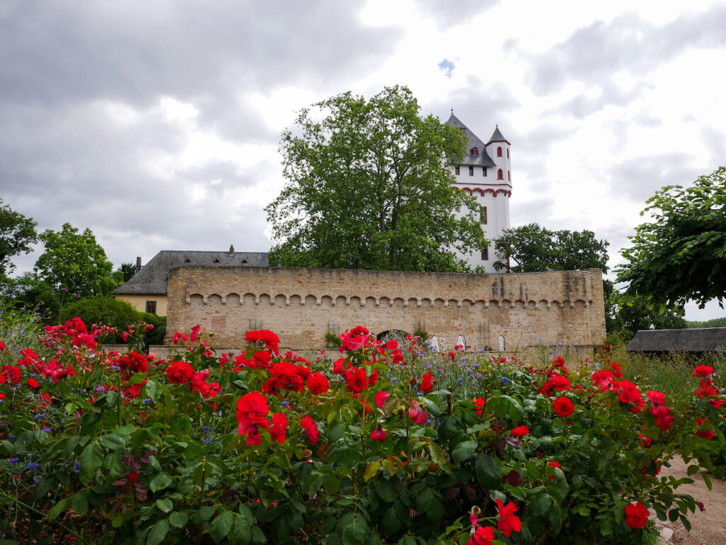 Eltville – die Rosenstadt im Rheingau