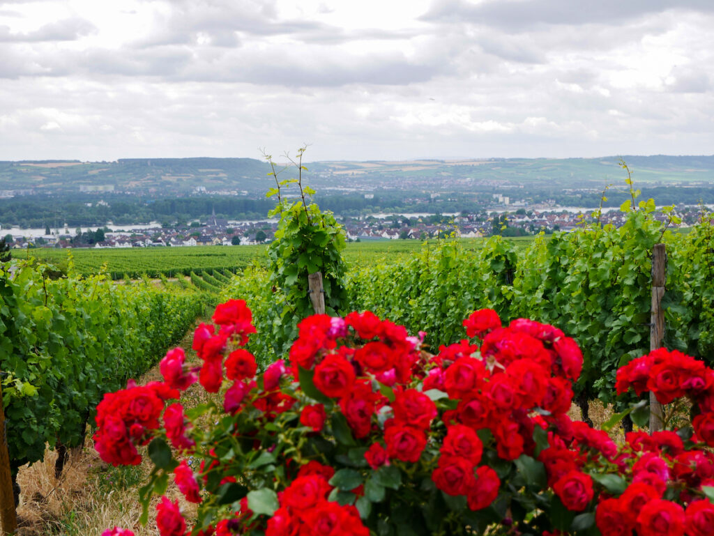 Rheingau Sehenswürdigkeiten: Hallgarten