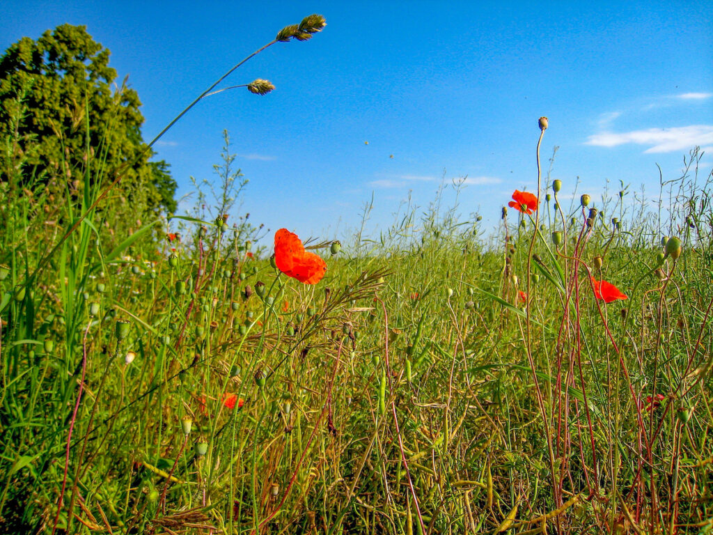 Feldblumen in Masuren