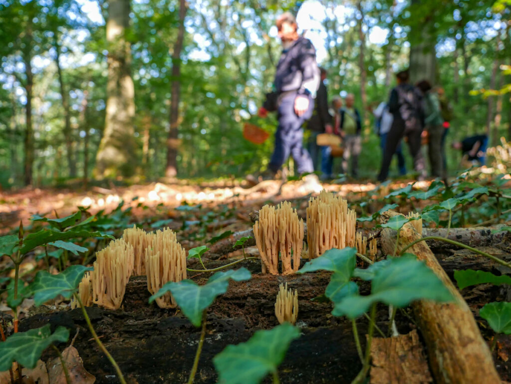 Pilze sammeln im Dünnwald bei Köln, wer die richtigen Stellen kennt, wird schnell fündig