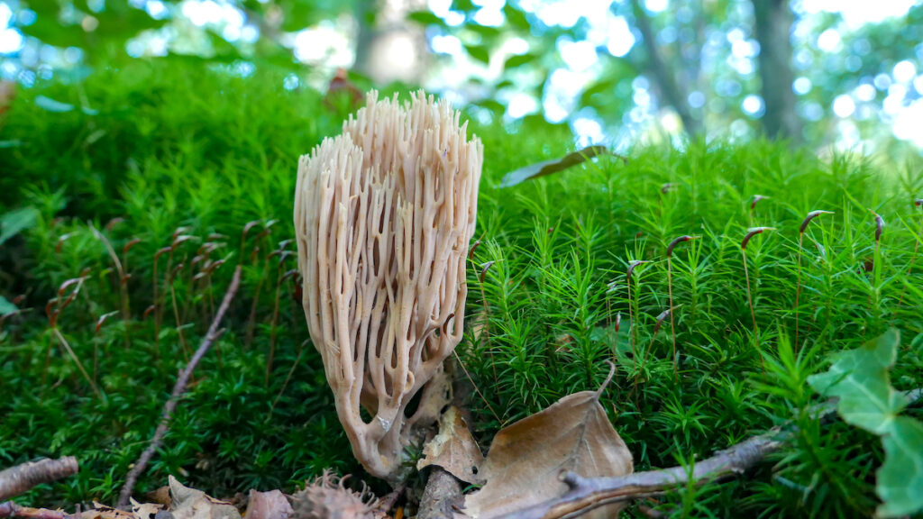 Pilz im grünen Moos 