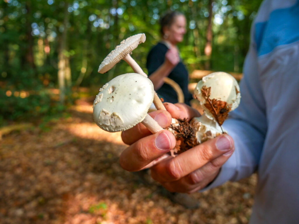 Pilze sammeln, aber richtig – mit dem Experten im Wald