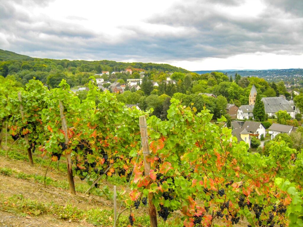 Spazierwege in NRW - durch die Weinberge des Siebengebirges