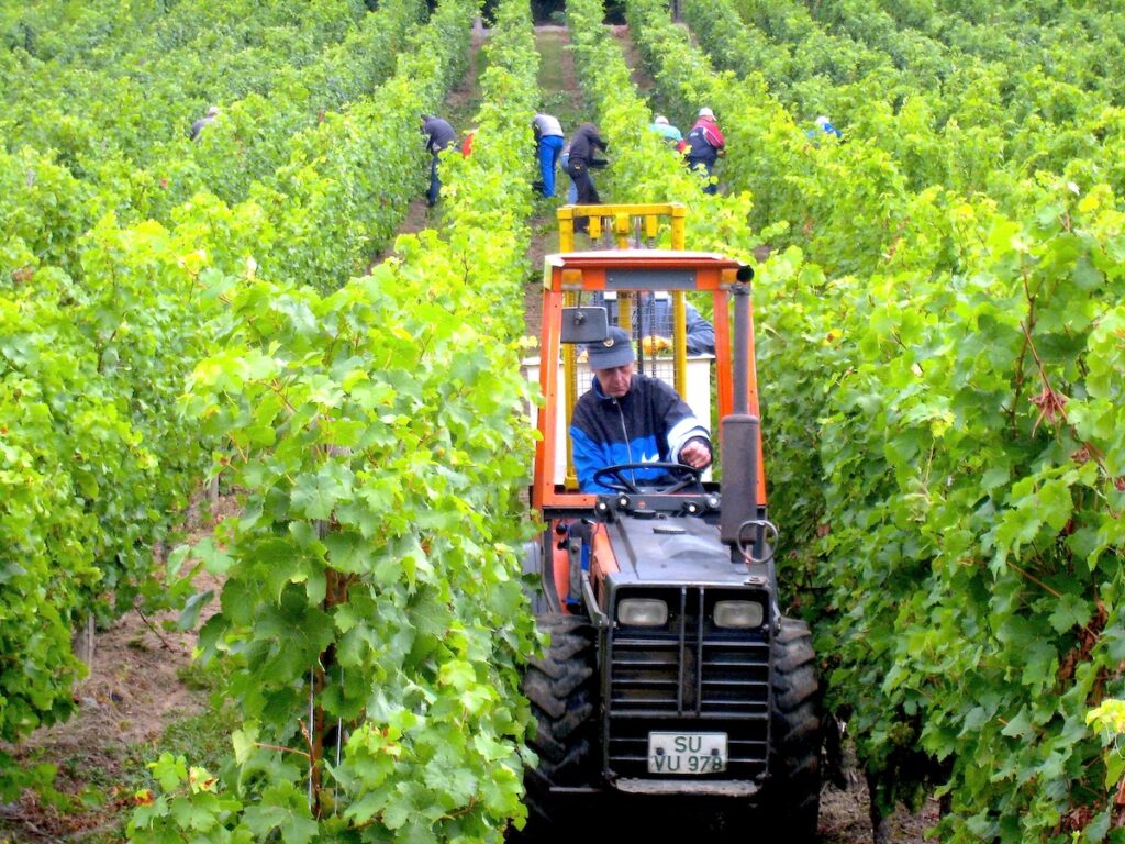 Weinlehrpfad im Siebengebirge