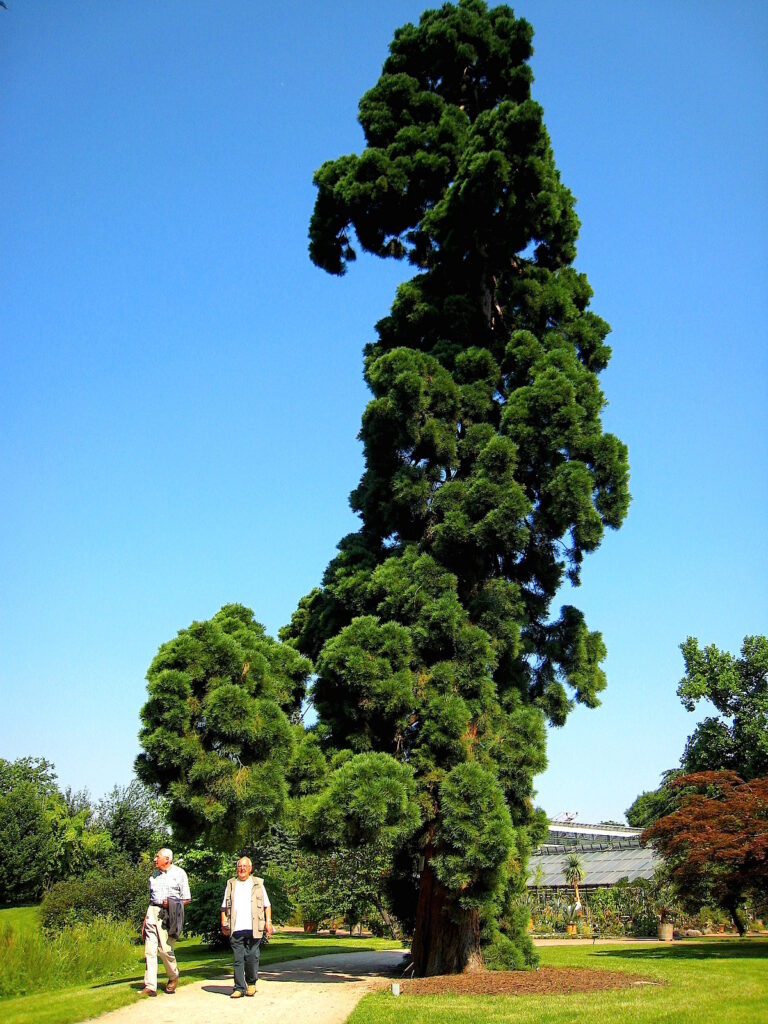 Mammutbaum in der Kölner Flora