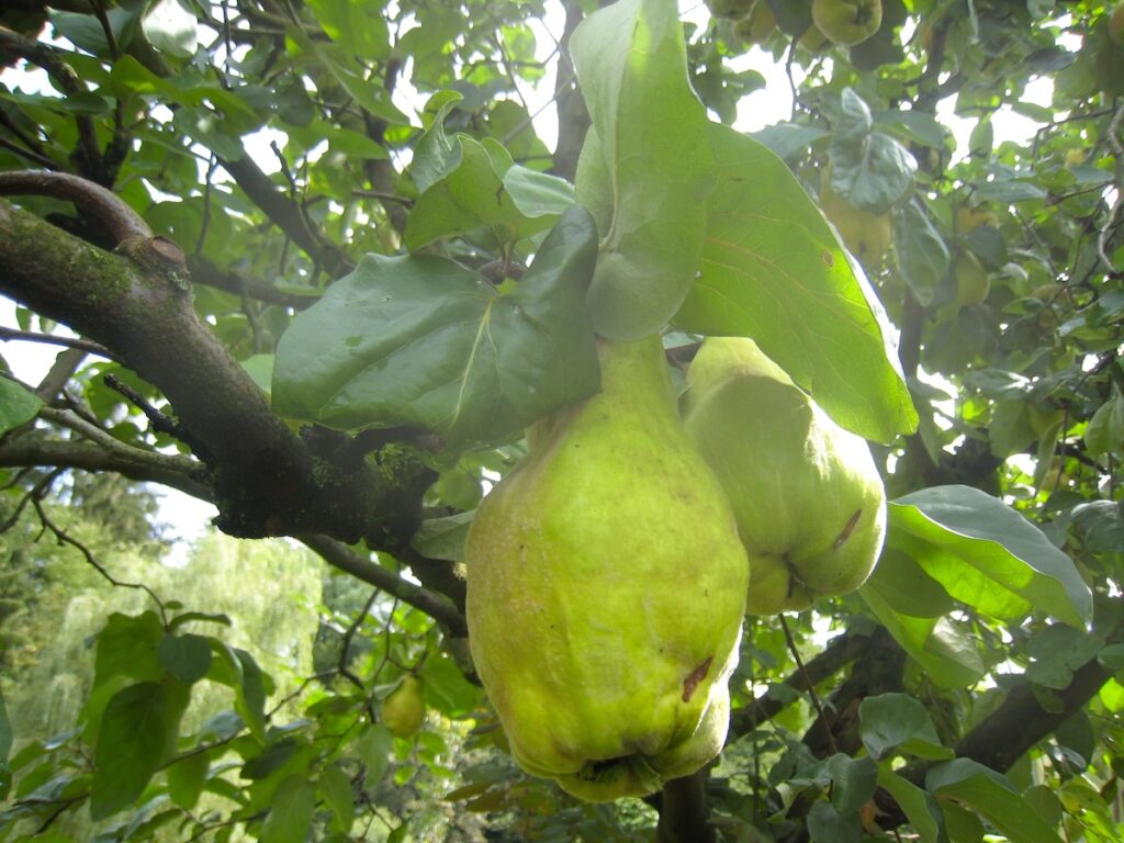 Spazierwege in NRW - der Obstweg in Leichlingen 