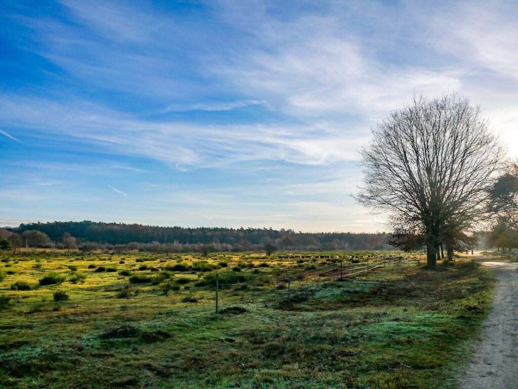 Spazierwege in NRW - in der Wahner Heide lässt es sich wunderbar laufen