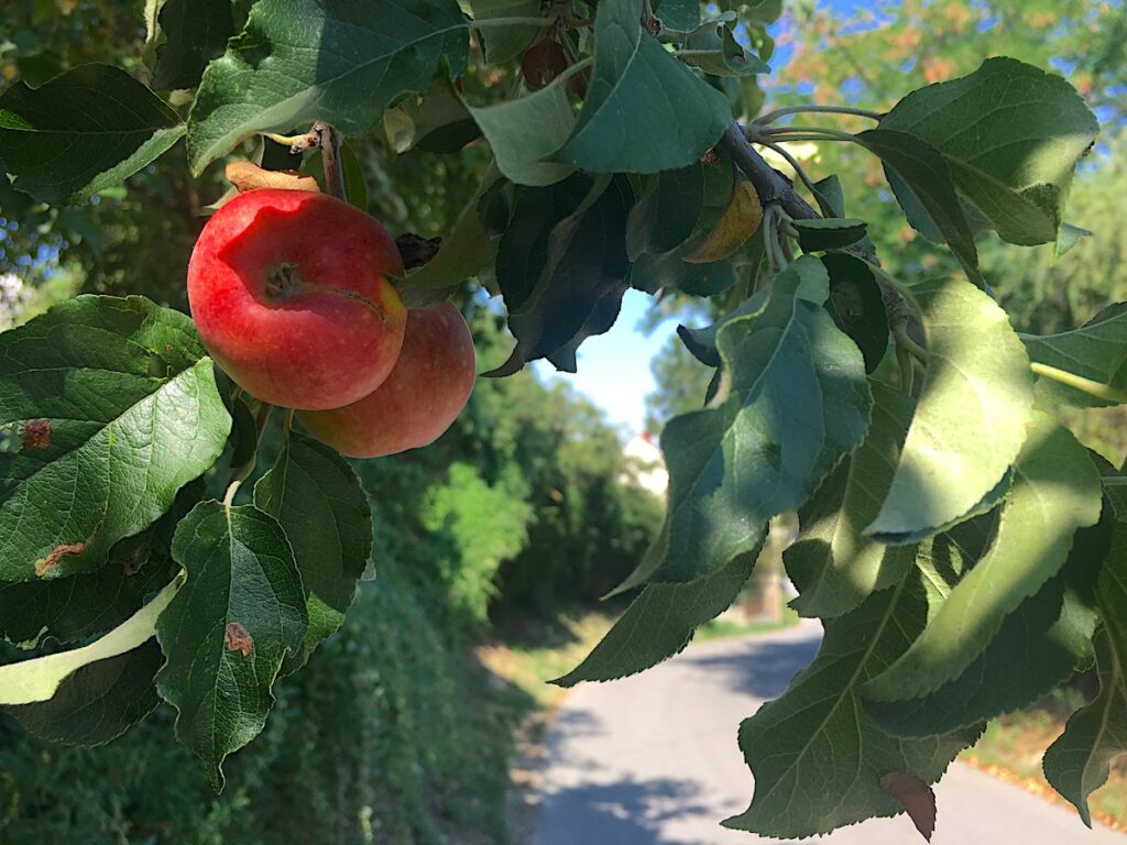 Der Obstweg in Leichlingen - ideal für Kinder