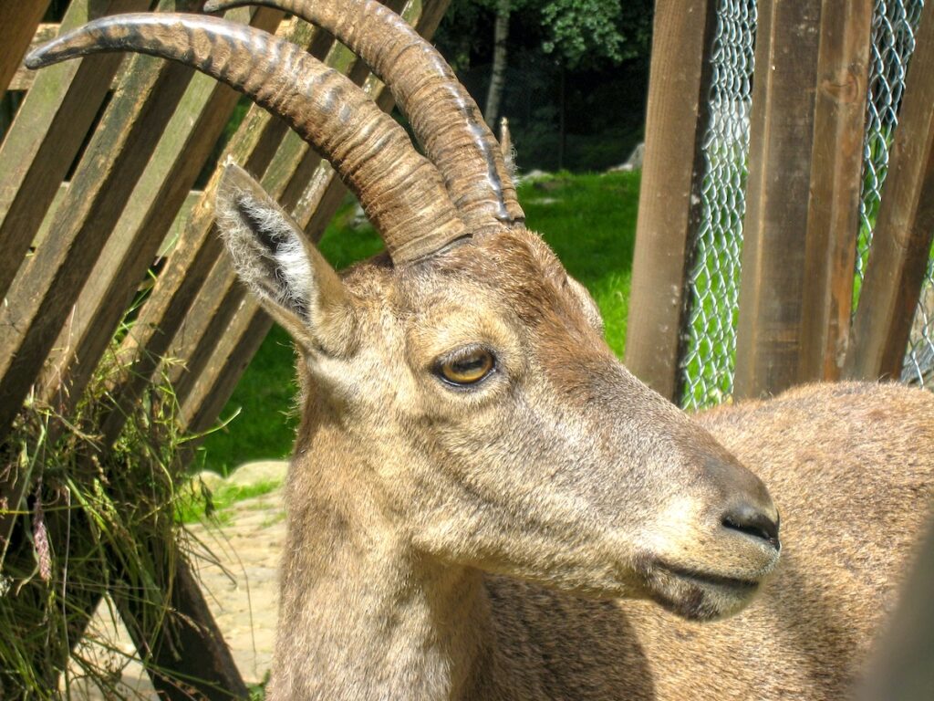 7 faszinierende, kostenlose Mikroabenteuer in NRW - der Tierpark Olderdissen