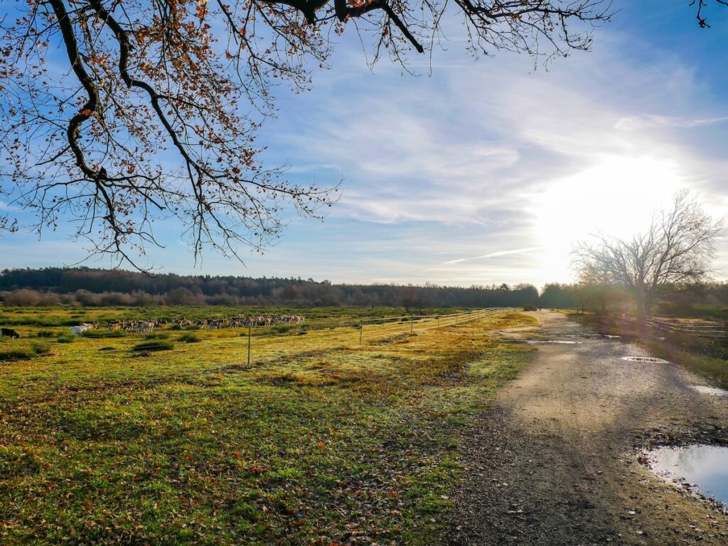 Rundwanderweg "Geisterbusch" in der Wahner Heide 