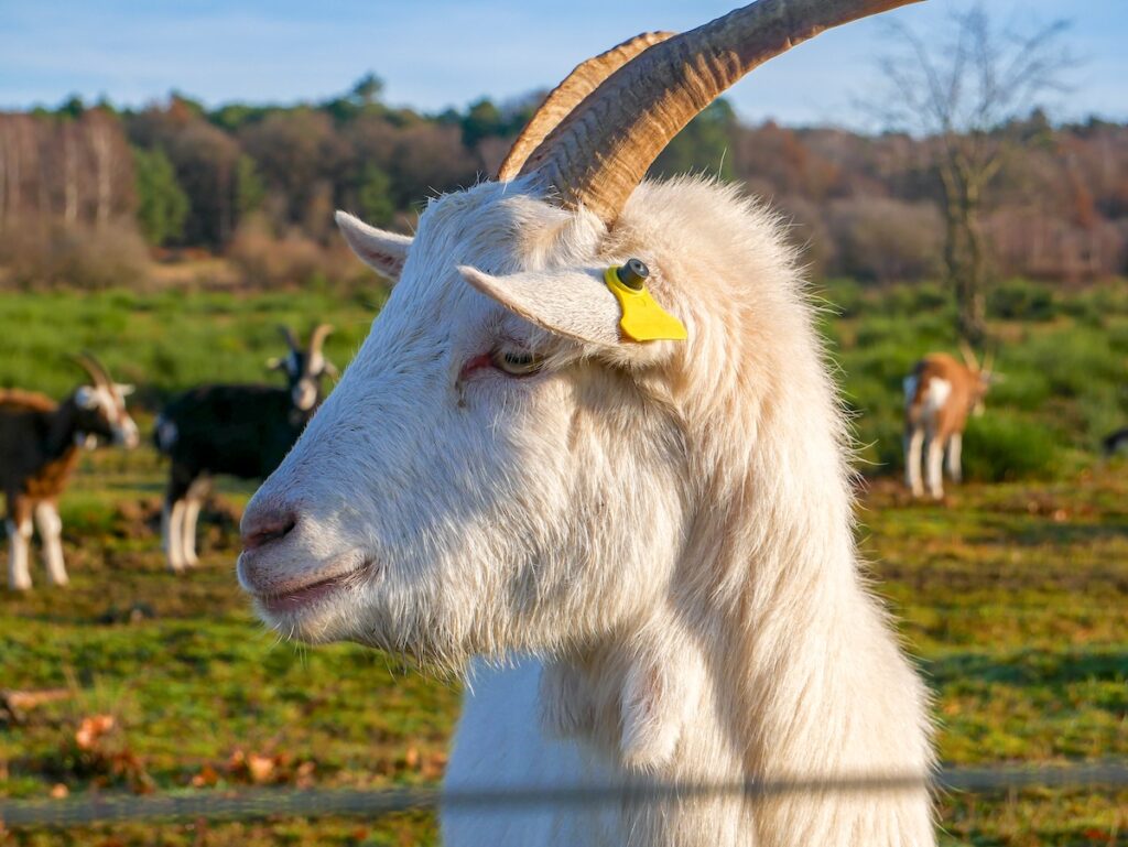 Tierbeobachtungen in der Wahner Heide 