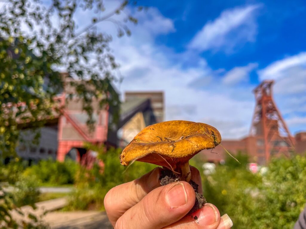 Pilz-Exkursion auf Zeche Zollverein