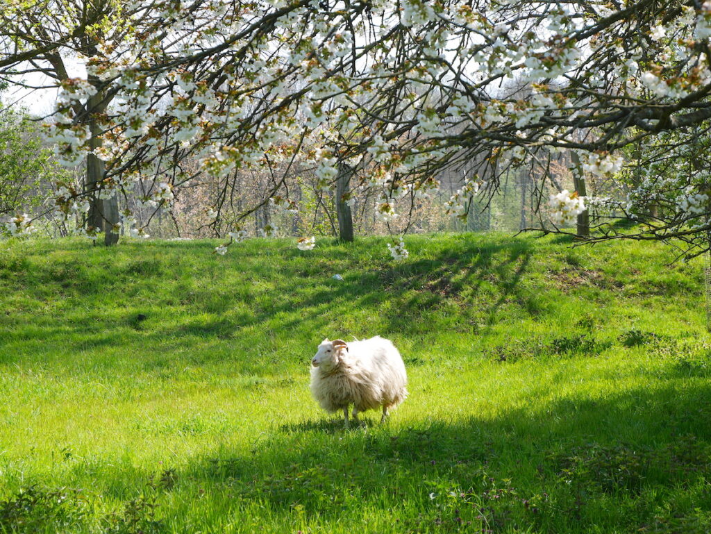 Die Obstwiesen von Kloster Knechtsteden