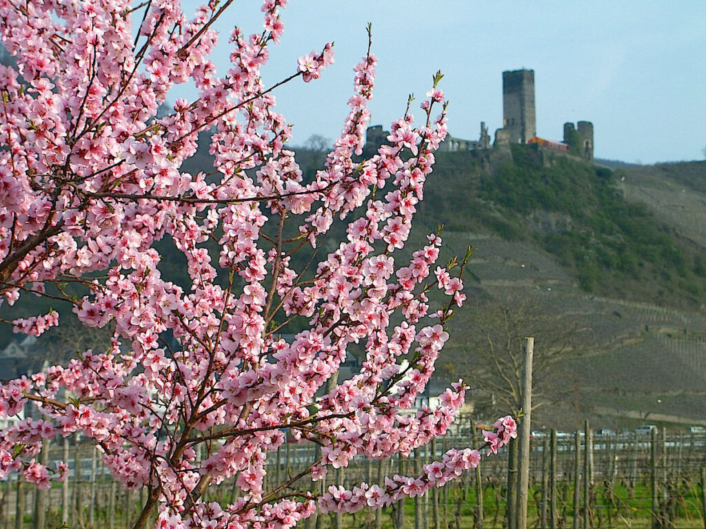 Pfälzer Mandelblüte – die 10 schönsten Erlebnisse