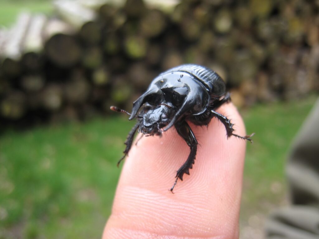 Der seltene Stierkäfer lebt in der Wahner Heide 