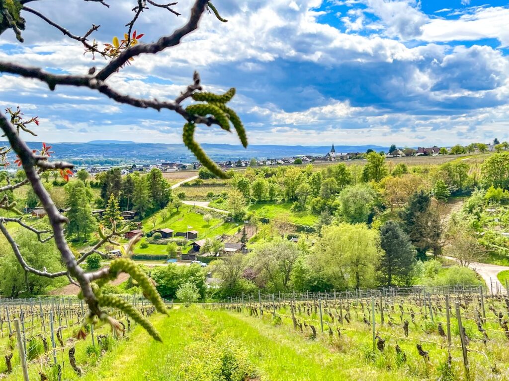 Geheimtipps für eine Weinreise ins Rheingau