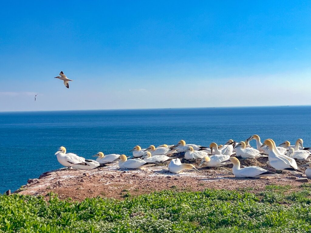 Seevögel auf Helgoland 
