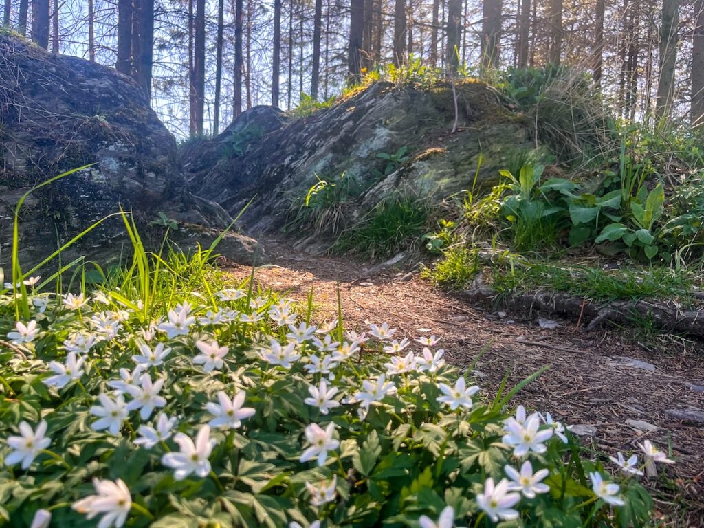 Schöne Gipfeltour zum Ginsterkopf