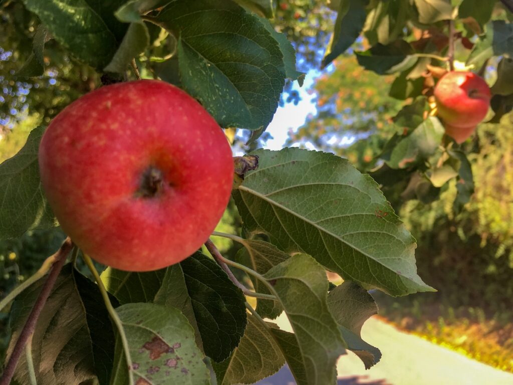 Äpfel in Leichlingen
