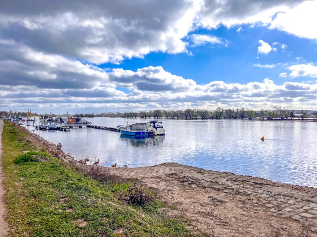 Der Rhein im Rheingau