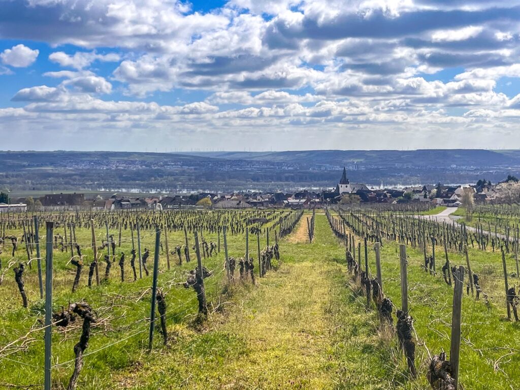 Rheingau Guide – Wandertipps für Oestrich-Winkel und Lorch