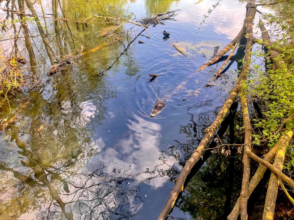 Nutria in den Ruhrauen