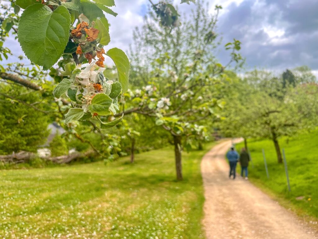 Konzer Höhenrunde - der schönste Seitensprung am Moselsteig
