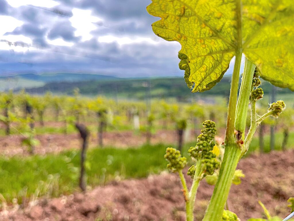 Kurze Wanderungen in der R
egion Saar-Obermosel