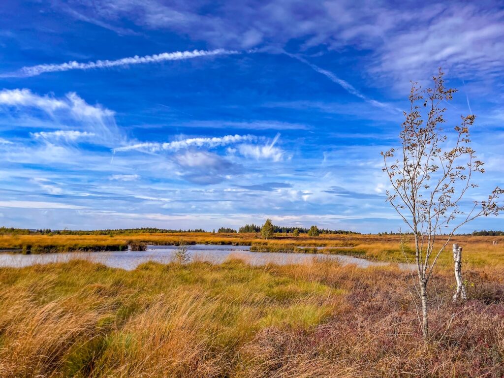 Malerische Moorlandschaft