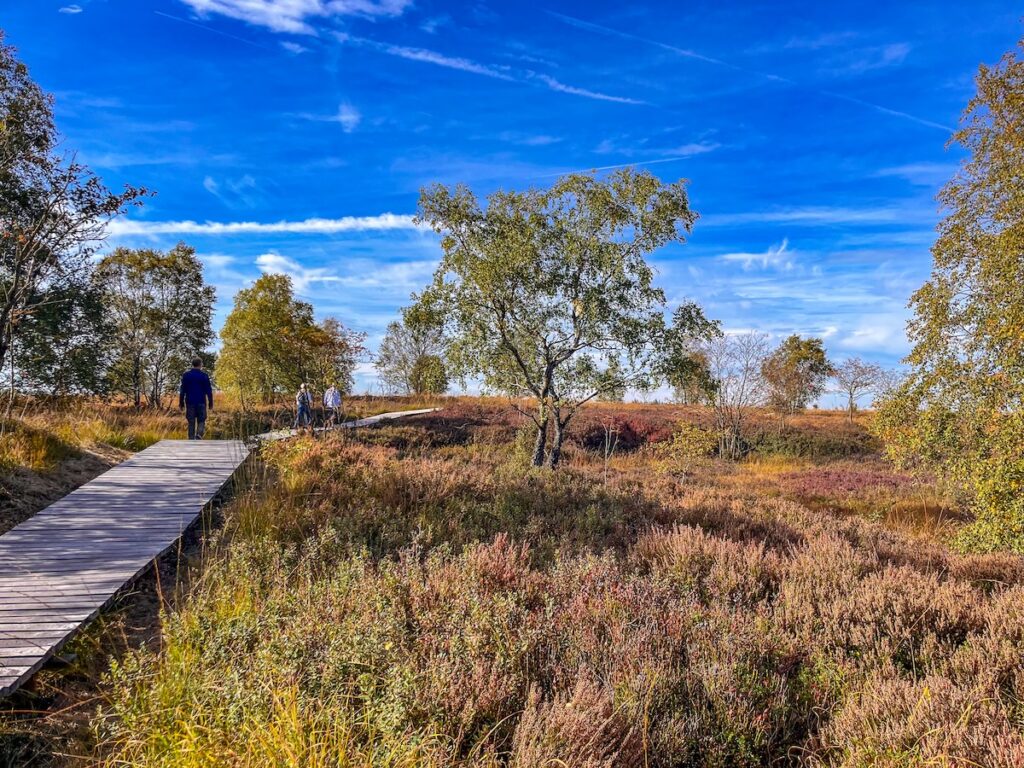 Wandern im Hohen Venn – welche Holzstege sind aktuell zugänglich?