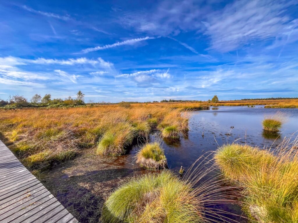 Wasser ist unverzichtbar für Moore - gesunde bestehen zu 90 Prozent aus Wasser